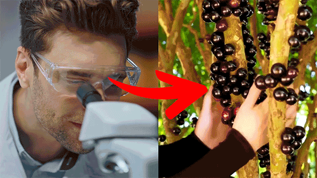 Supports Cholesterol Levels Already in The Normal Range